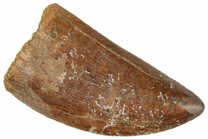 Serrated, Carcharodontosaurus Tooth - Real Dinosaur Tooth #241366